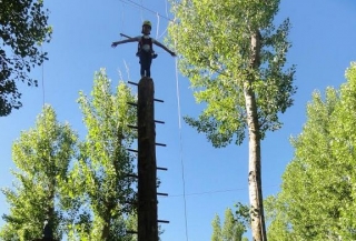  Ladder on the trunk of a tree 